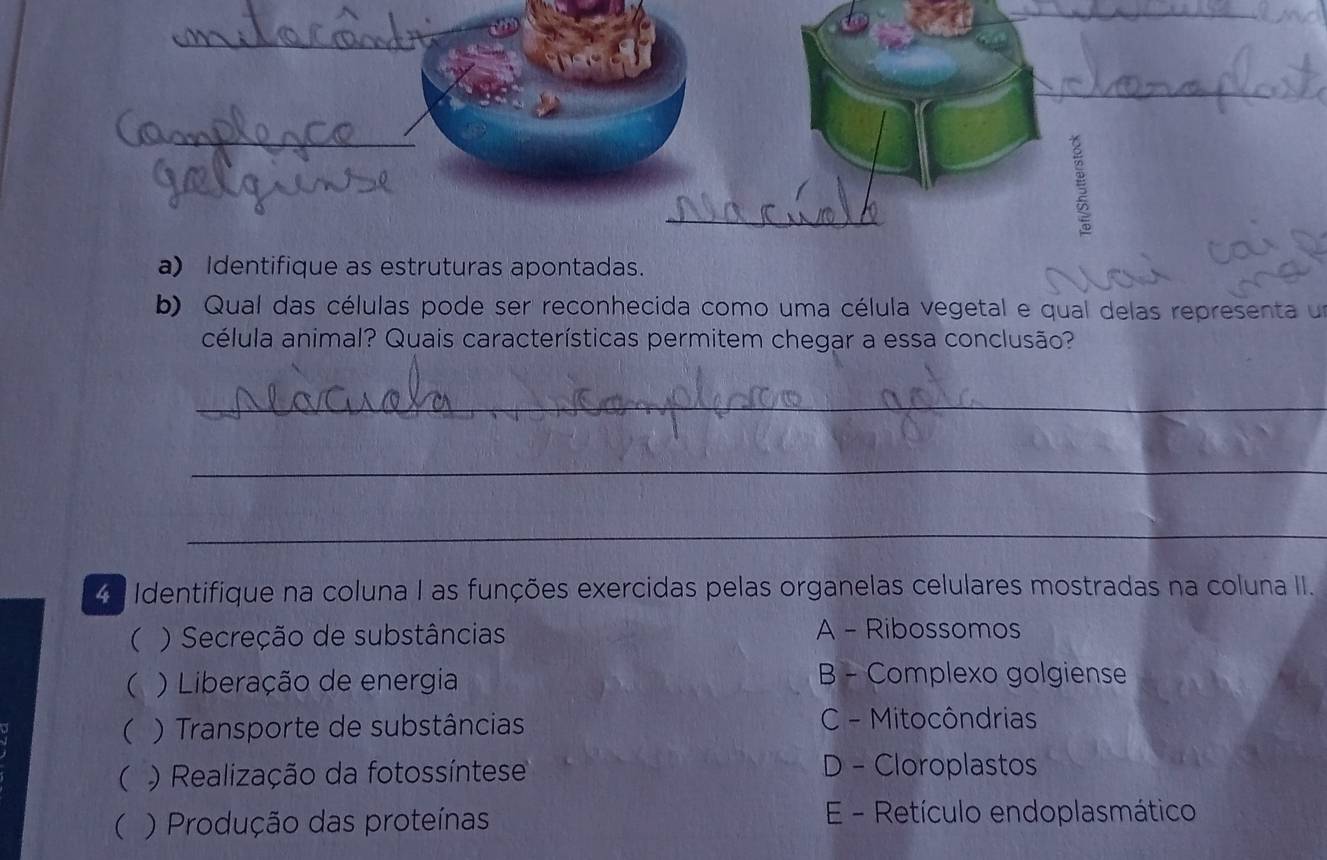 Identifique as estruturas apontadas.
b) Qual das células pode ser reconhecida como uma célula vegetal e qual delas representa un
célula animal? Quais características permitem chegar a essa conclusão?
_
_
_
4 Identifique na coluna I as funções exercidas pelas organelas celulares mostradas na coluna II.
( ) Secreção de substâncias A - Ribossomos
( ) Liberação de energia
B - Complexo golgiense
( ) Transporte de substâncias C - Mitocôndrias
( ) Realização da fotossíntese D - Cloroplastos
( ) Produção das proteínas
E - Retículo endoplasmático