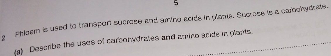 5 
2 Phloem is used to transport sucrose and amino acids in plants. Sucrose is a carbohydrate. 
(a) Describe the uses of carbohydrates and amino acids in plants.