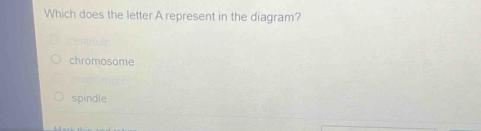 Which does the letter A represent in the diagram?
chromosome
spindle