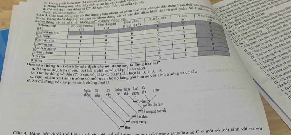 b. Trong phát hiện này thi con só có đi
c. Bằng chứng này cho tháy môi quan hệ vật kí sinh vụ
d. Có thể dựa vào đồng viC'' để xác định tuổi của mẫu vật này
ch cung cấp cho chùn  
C14 và uranium đề xác định tuổi họ
ịnh tuổi của hoà thạch b
ình thái và giải phẫu. Số 1 biểu thị 
ích của các sinh vật đề lại 
nhiều bằng chứng tiên hóa trực tiể
à lời ngân
số các bằng chứng dưới đây có b
tương đồng (2) Cơ quan thoái hó
Trong các băng chứng dưới đây,
an tương tự (4) hiện tượng lại
III. Trong hoa đực của cây đu ở
hỉ trước của mèo và cánh của đơi
. Xác sâu bọ sống trong các thời
IV. Xác voi ma mút được tin
VI. Những đốt xương s
V. Gai xương rồng và tua
Câu 4, Có bao nhiều
n hãy xác định cá
a. Bằng chứng trên thuộc loại băng chứng về giải phẫu so sánh.
b. Thứ tự đúng về dầu (?) ở các cột (3). (4),(5),(6) lần lượt la:0,1,0,1.S
1. Cánh chim và cá
II. Vòi hút của b
c. Gặm nhấm và Linh trưởng có mối qu gàng gần hơn so với Linh trưởng và cá sấu
II. Gai xươn
đ. Sơ đồ đúng về cây phát sinh chủng loại là
IV. Chỉ trư
Câu 5. Cô
I. Tuy
11. 
Câu 4. Bảng bên dưới thể hiện sự khác biệt về số lượng amino acid trong cytochrome C ở một số loài sinh vật so với