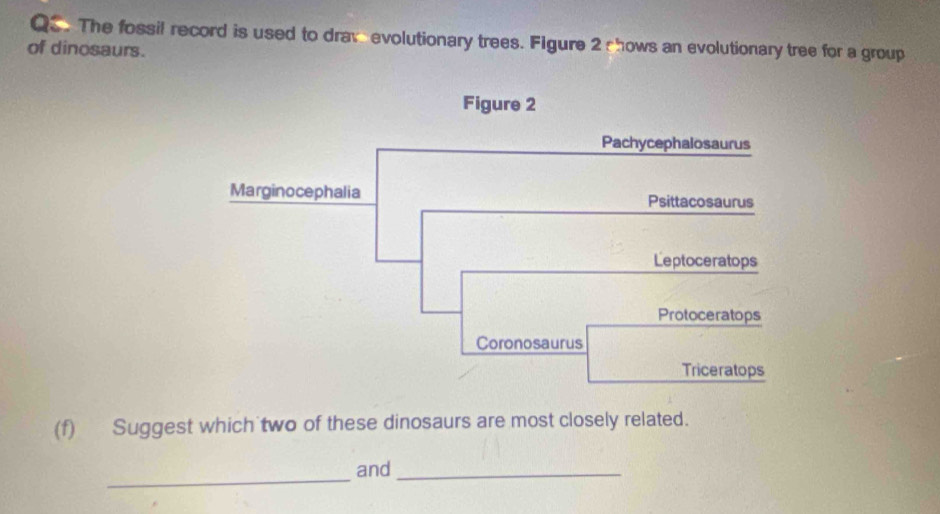 The fossil record is used to drav evolutionary trees. Figure 2 chows an evolutionary tree for a group
of dinosaurs.
Figure 2
Pachycephalosaurus
Marginocephalia Psittacosaurus
Leptoceratops
Protoceratops
Coronosaurus
Triceratops
(f) Suggest which two of these dinosaurs are most closely related.
_
and_