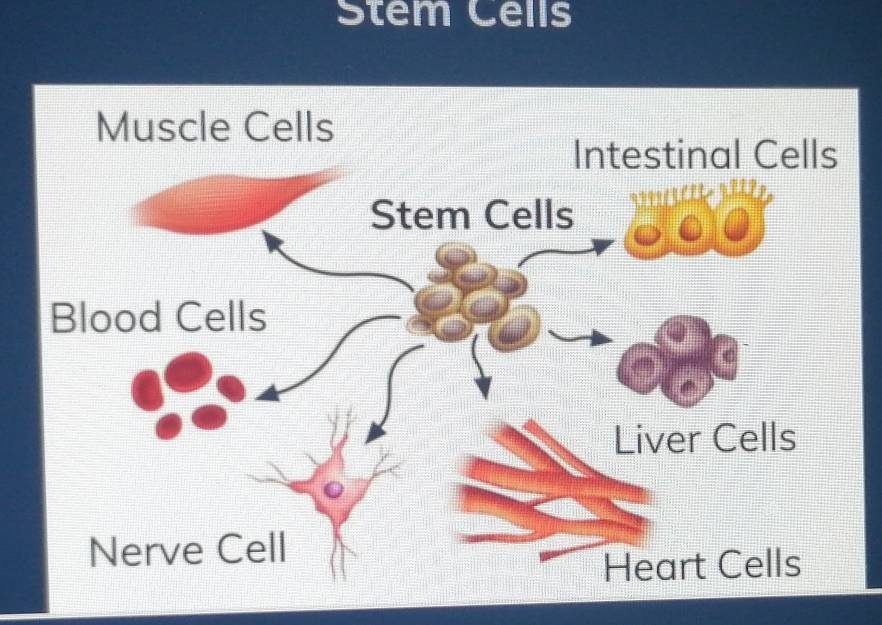 Stem Cells