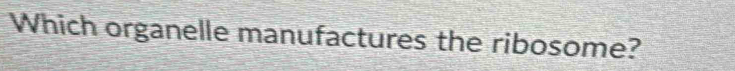 Which organelle manufactures the ribosome?