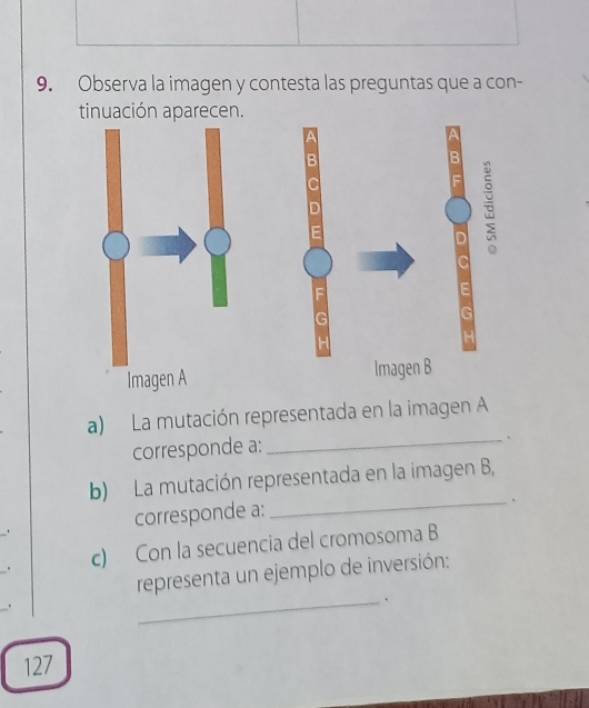 Observa la imagen y contesta las preguntas que a con- 
tinuación aparecen. 
a 
- 
Imagen B 
a) La mutación representada en la imagen A 
corresponde a: 
_. 
b) La mutación representada en la imagen B, 
corresponde a: 
_、 
. c) Con la secuencia del cromosoma B 
representa un ejemplo de inversión: 
. 
_ 
127