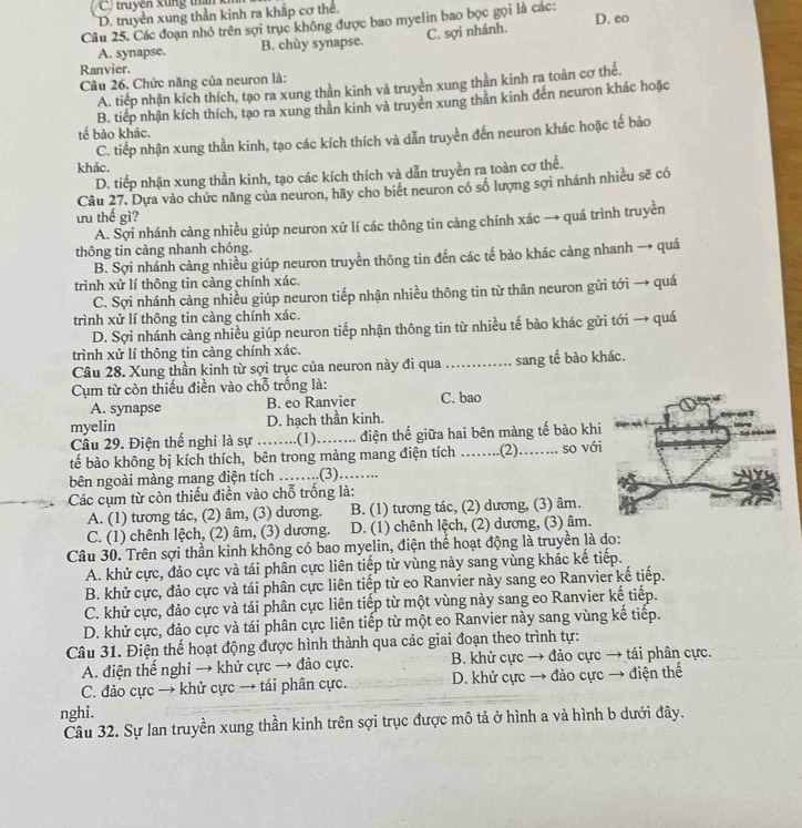 C  truyền xung tan ki
D. truyền xung thần kinh ra khắp cơ thể.
Câu 25. Các đoạn nhỏ trên sợi trục không được bao myelin bao bọc gọi là các: D. eo
A. synapse. B. chùy synapse. C. sợi nhánh.
Ranvier.
Câu 26. Chức năng của neuron là:
A. tiếp nhận kích thích, tạo ra xung thần kinh và truyền xung thần kinh ra toàn cơ thể.
B. tiếp nhận kích thích, tạo ra xung thần kinh và truyền xung thân kinh đến neuron khác hoặc
tế bào khác.
C. tiếp nhận xung thần kinh, tạo các kích thích và dẫn truyền đến neuron khác hoặc tế bào
khác.
D. tiếp nhận xung thần kinh, tạo các kích thích và dẫn truyền ra toàn cơ thể.
Câu 27. Dựa vào chức năng của neuron, hãy cho biết neuron có số lượng sợi nhánh nhiều sẽ có
ưu thế gì?
A. Sợi nhánh càng nhiều giúp neuron xử lí các thông tin càng chính xác → quá trình truyền
thông tin càng nhanh chóng.
B. Sợi nhánh càng nhiều giúp neuron truyền thông tin đến các tế bào khác cảng nhanh → quá
trình xử lí thông tin càng chính xác.
C. Sợi nhánh càng nhiều giúp neuron tiếp nhận nhiều thông tin từ thân neuron gửi tới → quá
trình xử lí thông tin càng chính xác.
D. Sợi nhánh càng nhiều giúp neuron tiếp nhận thông tin từ nhiều tế bào khác gửi tới → quá
trình xử lí thông tin càng chính xác.
Câu 28. Xung thần kinh từ sợi trục của neuron này đi qua _sang tế bào khác.
Cụm từ còn thiếu điền vào chỗ trống là:
A. synapse B. eo Ranvier C. bao
myelin D. hạch thần kinh.
Cầu 29. Điện thể nghỉ là sự _.(1). …... điện thế giữa hai bên màng tế bào khi
tế bào không bị kích thích, bên trong màng mang điện tích _.(2)._ so vớ
bên ngoài màng mang điện tích …….. .(3)…….
Các cụm từ còn thiếu điền vào chỗ trống là:
A. (1) tương tác, (2) âm, (3) dương. B. (1) tương tác, (2) dương, (3) âm.
C. (1) chênh lệch, (2) âm, (3) dương. D. (1) chênh lệch, (2) dương, (3) âm.
Câu 30. Trên sợi thần kinh không có bao myelin, điện thế hoạt động là truyền là do:
A. khử cực, đảo cực và tái phân cực liên tiếp từ vùng này sang vùng khác kế tiếp.
B. khử cực, đảo cực và tái phân cực liên tiếp từ eo Ranvier này sang eo Ranvier kế tiếp.
C. khử cực, đảo cực và tái phân cực liên tiếp từ một vùng này sang eo Ranvier kế tiếp.
D. khử cực, đảo cực và tái phân cực liên tiếp từ một eo Ranvier này sang vùng kế tiếp.
Câu 31. Điện thế hoạt động được hình thành qua các giai đoạn theo trình tự:
A. điện thế nghi → khử cực → đảo cực. B. khử cực → đảo cực → tái phân cực.
C. đảo cực → khử cực → tái phân cực.  D. khử cực → đảo cực → điện thế
nghi.
Câu 32. Sự lan truyền xung thần kinh trên sợi trục được mô tả ở hình a và hình b dưới đây.