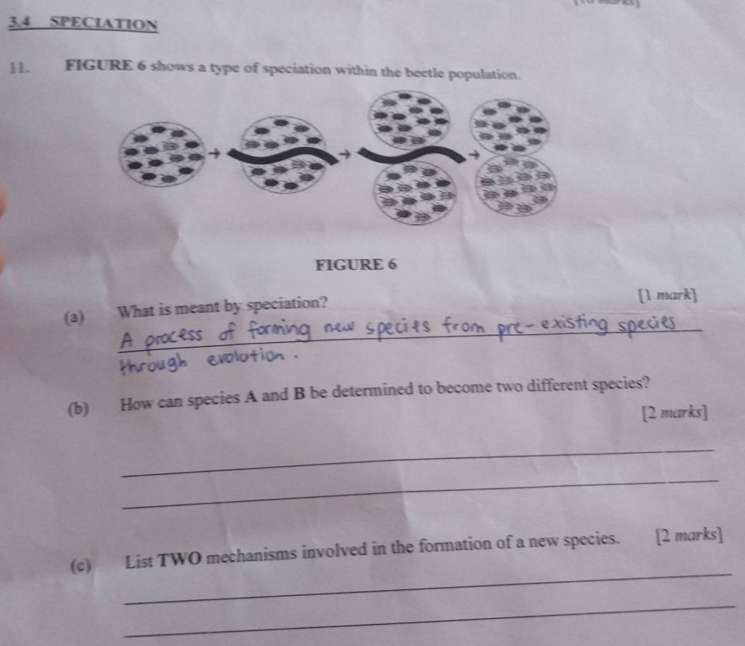 3.4 SPECIATION 
11. FIGURE 6 shows a type of speciation within the beetle population. 
FIGURE 6 
_ 
(a) What is meant by speciation? [1 mark] 
(b) How can species A and B be determined to become two different species? 
[2 marks] 
_ 
_ 
_ 
(c) List TWO mechanisms involved in the formation of a new species. [2 marks] 
_