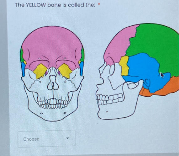 The YELLOW bone is called the: * 
Choose