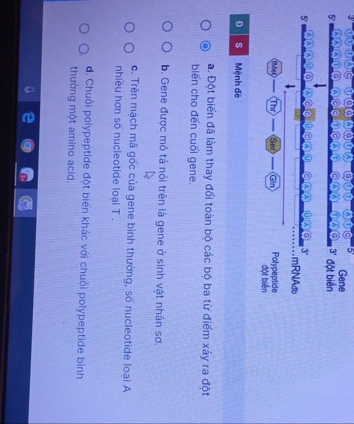 a a a a a G a a a a a a a A a 5° Gene
5'
r G a a a a a A a A a a G 3' đột biến
5'
a n a a A 0 a A A A a 3'
mRNAðb
fMet Thr Ser Gin Polypeptide
đột biến
D s Mệnh đề
a. Đột biển đã làm thay đổi toàn bộ các bộ ba từ điểm xảy ra đột
biến cho đến cuối gene.
b. Gene được mô tả nói trên là gene ở sinh vật nhân sơ.
c. Trên mạch mã gốc của gene bình thường, số nucleotide loại A
nhiều hơn số nucleotide loại T .
d. Chuỗi polypeptide đột biến khác với chuỗi polypeptide bình
thường một amino acid.