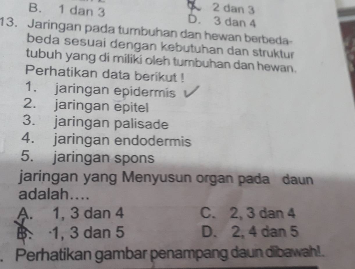 2 dan 3
B. 1 dan 3 D. 3 dan 4
13. Jaringan pada tumbuhan dan hewan berbeda-
beda sesuai dengan kebutuhan dan struktur
tubuh yang di miliki oleh tumbuhan dan hewan.
Perhatikan data berikut !
1. jaringan epidermis
2. jaringan epitel
3. jaringan palisade
4. jaringan endodermis
5. jaringan spons
jaringan yang Menyusun organ pada daun
adalah....
A. 1, 3 dan 4 C. 2, 3 dan 4
B. 1, 3 dan 5 D. 2, 4 dan 5. Perhatikan gambar penampang daun dibawah!.