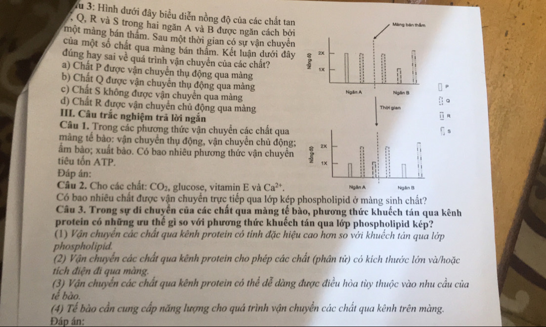 fu 3: Hình dưới đây biểu diễn nồng độ của các chất tan
, Q, R và S trong hai ngăn A và B được ngăn cách bởi
một màng bán thẩm. Sau một thời gian có sự vận chuyển
của một số chất qua màng bán thẩm. Kết luận dưới đây
đúng hay sai về quá trình vận chuyền của các chất?
a) Chất P được vận chuyển thụ động qua màng
b) Chất Q được vận chuyển thụ động qua màng
D
c) Chất S không được vận chuyển qua màng
d) Chất R được vận chuyển chủ động qua màng Thời gian
III. Câu trắc nghiệm trã lời ngắn
Câu 1. Trong các phương thức vận chuyền các chất qua
màng tế bào: vận chuyển thụ động, vận chuyển chủ động; 
ầm bào; xuất bào. Có bao nhiêu phương thức vận chuyền
tiêu tốn ATP.
Đáp án:
Câu 2. Cho các chất: CO_2 , glucose, vitamin E và Ca^(2+).
Có bao nhiều chất được vận chuyển trực tiếp qua lớp kép phospholipid ở màng sinh chất?
Câu 3. Trong sự di chuyển của các chất qua màng tế bào, phương thức khuếch tán qua kênh
protein có những ưu thế gì so với phương thức khuếch tán qua lớp phospholipid kép?
(1) Vận chuyển các chất qua kênh protein có tính đặc hiệu cao hơn so với khuếch tán qua lớp
phospholipid.
(2) Vận chuyển các chất qua kênh protein cho phép các chất (phân tử) có kích thước lớn và/hoặc
tích điện đi qua màng.
(3) Vận chuyển các chất qua kênh protein có thể dễ dàng được điều hòa tùy thuộc vào nhu cầu của
tế bào.
(4) Tế bào cần cung cấp năng lượng cho quá trình vận chuyển các chất qua kênh trên màng.
Đáp án: