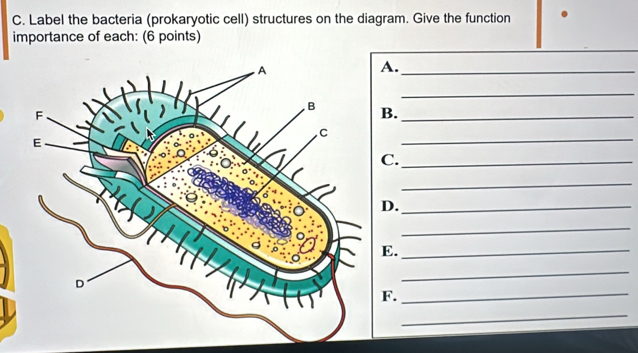 Label the bacteria (prokaryotic cell) structures on the diagram. Give the function 
importance of each: (6 points) 
A._ 
_ 
B._ 
_ 
C._ 
_ 
D._ 
_ 
E._ 
_ 
F._ 
_