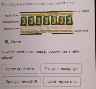 Solved: The diagram shows a cross-section of a leaf. upper layer waxy ...