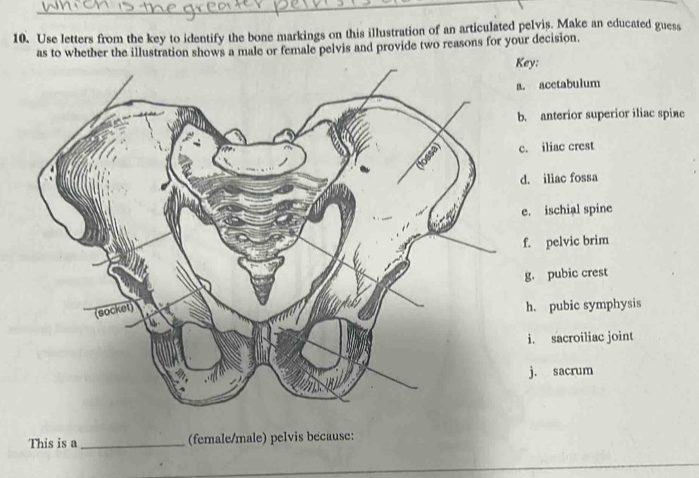 Use letters from the key to identify the bone markings on this illustration of an articulated pelvis. Make an educated guess
as to whether the illustration shows a male or female pelvis and provide two reasons for your decision.
y:
acetabulum
anterior superior iliac spine. iliac crest. iliac fossa. ischial spine. pelvic brim. pubic crest
h. pubic symphysis
i. sacroiliac joint
j. sacrum
This is a _(female/male) pelvis because: