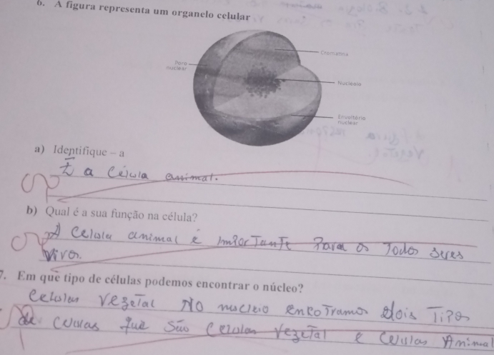 A figura representa um organelo celular 
a Identifique - a 
_ 
_ 
_ 
b) Qual é a sua função na célula? 
_ 
_ 
_ 
7. Em que tipo de células podemos encontrar o núcleo? 
_ 
_ 
_ 
_ 
_ 
_