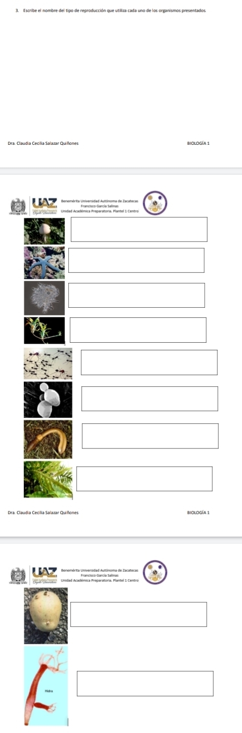 Escribe el nombre del tipo de reproducción que utiliza cada uno de los organismos presentados 
BIOLOGÍA 1 
UAZ enemérita Universidad Autónoma de Zacatecas 
BiOLOGÍA 1 
UAZ