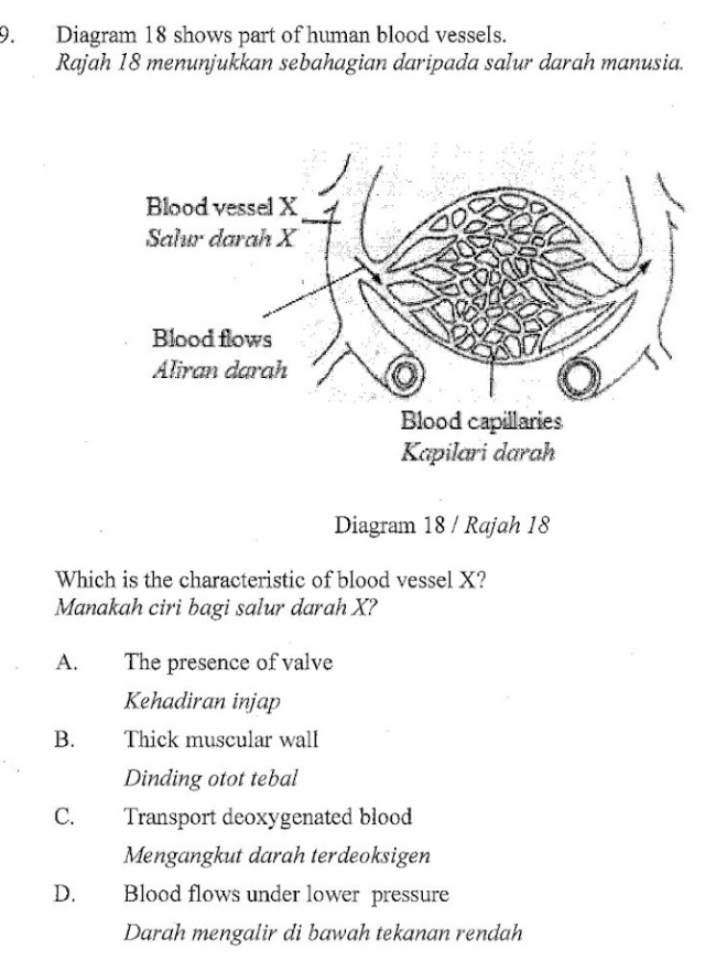 Diagram 18 shows part of human blood vessels.
Rajah 18 menunjukkan sebahagian daripada salur darah manusia.
Diagram 18 / Rajah 18
Which is the characteristic of blood vessel X?
Manakah ciri bagi salur darah X?
A. The presence of valve
Kehadiran injap
B. Thick muscular wall
Dinding otot tebal
C. Transport deoxygenated blood
Mengangkut darah terdeoksigen
D. Blood flows under lower pressure
Darah mengalir di bawah tekanan rendah