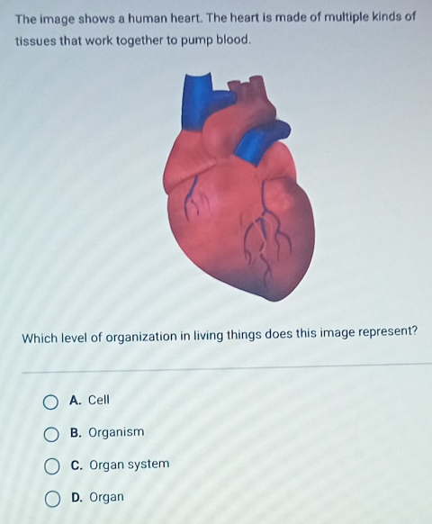 The image shows a human heart. The heart is made of multiple kinds of
tissues that work together to pump blood.
Which level of organization in living things does this image represent?
A. Cell
B. Organism
C. Organ system
D. Organ