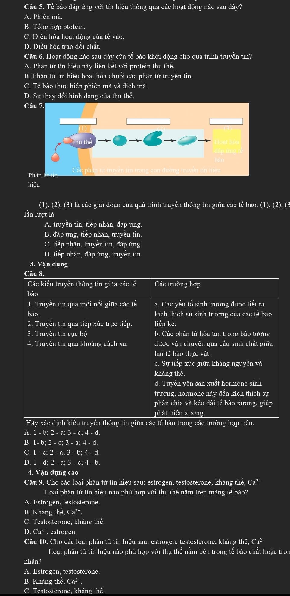 Tế bào đáp ứng với tín hiệu thông qua các hoạt động nào sau đây?
A. Phiên mã.
B. Tổng hợp ptotein.
C. Điều hòa hoạt động của tế vào.
D. Điều hòa trao đổi chất.
Câu 6. Hoạt động nào sau đây của tế bào khởi động cho quá trình truyền tin?
A. Phân tử tín hiệu này liên kết với protein thụ thể.
B. Phân tử tín hiệu hoạt hóa chuối các phân tử truyền tin.
C. Tế bào thực hiện phiên mã và dịch mã.
D. Sự thay đổi hình dạng của thụ thể.
Câu 7.
Ph
hiệu
(1), (2), (3) là các giai đoạn của quá trình truyền thông tin giữa các tế bào. (1), (2), (3
lần lượt là
A. truyền tin, tiếp nhận, đáp ứng.
B. đáp ứng, tiếp nhận, truyền tin.
C. tiếp nhận, truyền tin, đáp ứng.
D. tiếp nhận, đáp ứng, truyền tin.
3. Vận dụng
Câu 8.
Các kiểu truyền thông tin giữa các tế Các trường hợp
bào
1. Truyền tin qua mối nối giữa các tế a. Các yếu tố sinh trưởng được tiết ra
bào. kích thích sự sinh trưởng của các tế bào
2. Truyền tin qua tiếp xúc trực tiếp. liền kề.
3. Truyền tin cục bộ b. Các phân tử hòa tan trong bào tương
4. Truyền tin qua khoảng cách xa. được vận chuyền qua cầu sinh chất giữa
hai tế bào thực vật.
c. Sự tiếp xúc giữa kháng nguyên và
kháng thể.
d. Tuyến yên sản xuất hormone sinh
trưởng, hormone này đến kích thích sự
phân chia và kéo dài tế bào xương, giúp
phát triển xương.
Hãy xác định kiểu truyền thông tin giữa các that e bào trong các trường hợp trên.
A. 1 - b; 2 - a; 3 - c; 4 - d.
B. 1- b; 2 - c; 3 - a; 4 - d.
C. 1 - c; 2 - a; 3 - b; 4 - d.
D. 1-d;2-a;3-c; 4 - b.
4. Vận dụng cao
Câu 9. Cho các loại phân tử tín hiệu sau: estrogen, testosterone, kháng thể, Ca^(2+)
Loại phân tử tín hiệu nào phù hợp với thụ thể nằm trên màng tế bào?
A. Estrogen, testosterone.
B. Kháng thhat e,Ca^(2+).
C. Testosterone, kháng thể.
D. Ca^(2+) *, estrogen.
Câu 10. Cho các loại phân tử tín hiệu sau: estrogen, testosterone, kháng thể, Ca^(2+)
Loại phân tử tín hiệu nào phù hợp với thụ thể nằm bên trong tế bào chất hoặc tron
nhân?
A. Estrogen, testosterone.
B. Kháng thhat e,Ca^(2+).
C. Testosterone, kháng thể.