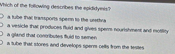 Which of the following describes the epididymis?
a tube that transports sperm to the urethra
a vesicle that produces fluid and gives sperm nourishment and motility
a gland that contributes fluid to semen
a tube that stores and develops sperm cells from the testes