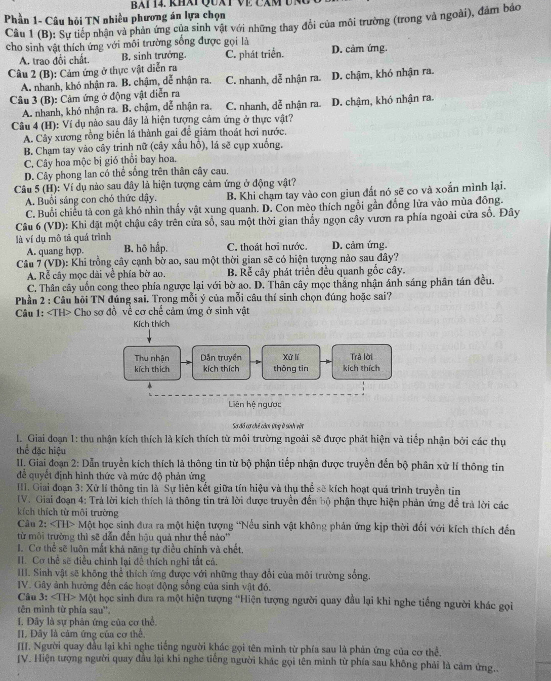 Bai 14. khái Quát về căm ung
Phần 1- Câu hỏi TN nhiều phương án lựa chọn
Câu 1 (B): Sự tiếp nhận và phản ứng của sinh vật với những thay đổi của môi trường (trong và ngoài), đảm bảo
cho sinh vật thích ứng với môi trường sống được gọi là
A. trao đổi chất. B. sinh trưởng. C. phát triển. D. cảm ứng.
Câu 2 (B): Cảm ứng ở thực vật diễn ra
A. nhanh, khó nhận ra. B. chậm, dễ nhận ra. C. nhanh, dễ nhận ra. D. chậm, khó nhận ra.
Câu 3 (B): Cảm ứng ở động vật diễn ra
A. nhanh, khó nhận ra. B. chậm, dễ nhận ra. C. nhanh, dễ nhận ra. D. chậm, khó nhận ra.
Câu 4 (H): Ví dụ nào sau dây là hiện tượng cảm ứng ở thực vật?
A. Cây xương rồng biến lá thành gai để giảm thoát hơi nước.
B. Chạm tay vào cây trinh nữ (cây xấu hồ), lá sẽ cụp xuống.
C. Cây hoa mộc bị gió thổi bay hoa.
D. Cây phong lan có thể sống trên thân cây cau.
Câu 5 (H): Ví dụ nào sau dây là hiện tượng cảm ứng ở động vật?
A. Buổi sáng con chó thức dậy. B. Khi chạm tay vào con giun đất nó sẽ co và xoắn mình lại.
C. Buổi chiều tà con gà khó nhìn thấy vật xung quanh. D. Con mèo thích ngồi gần đồng lửa vào mùa đồng.
Câu 6 (VD): Khi đặt một chậu cây trên cửa sổ, sau một thời gian thấy ngọn cây vươn ra phía ngoài cửa số. Đây
là ví dụ mô tả quá trình
A. quang hợp. B. hô hấp. C. thoát hơi nước. D. cảm ứng.
Câu 7 (VD): Khi trồng cây cạnh bờ ao, sau một thời gian sẽ có hiện tượng nào sau đây?
A. Rễ cây mọc dài về phía bờ ao. B. Rễ cây phát triển đều quanh gốc cây.
C. Thân cây uốn cong theo phía ngược lại với bờ ao. D. Thân cây mọc thắng nhận ánh sáng phân tán đều.
Phần 2 : Câu hỏi TN đúng sai. Trong mỗi ý của mỗi câu thí sinh chọn đúng hoặc sai?
Câu 1: Cho sơ đồ về cơ chế cảm ứng ở sinh vật
Kích thích
Thu nhận Dẫn truyền Xử lí Trả lời
kích thích kích thích thông tin kích thích
Liên hệ ngược
Sơ đó cơ chế cảm ứng ở sinh vật
I. Giai đoạn 1: thu nhận kích thích là kích thích từ môi trường ngoài sẽ được phát hiện và tiếp nhận bởi các thự
thể đặc hiệu
II. Giai đoạn 2: Dẫn truyền kích thích là thông tin từ bộ phận tiếp nhận được truyền đến bộ phân xử lí thông tin
để quyết định hình thức và mức độ phản ứng
III. Giai đoạn 3: Xử lí thông tin là Sự liên kết giữa tín hiệu và thụ thể sẽ kích hoạt quá trình truyền tin
IV. Giai đoạn 4: Trả lời kích thích là thông tin trả lời được truyền đến bộ phận thực hiện phản ứng để trả lời các
kích thích từ môi trường
Câu 2: Một học sinh dưa ra một hiện tượng “Nếu sinh vật không phản ứng kịp thời đối với kích thích đến
từ môi trường thì sẽ dẫn đến hậu quả như thế nào''
I. Cơ thể sẽ luôn mất khả năng tự điều chỉnh và chết.
II. Cơ thể sẽ điều chỉnh lại đề thích nghi tất cả.
III. Sinh vật sẽ không thể thích ứng được với những thay đổi của môi trường sống.
IV. Gây ảnh hưởng đến các hoạt động sống của sinh vật đó.
Câu 3:∠ TH>Mhat Q t học sinh đưa ra một hiện tượng “Hiện tượng người quay đầu lại khi nghe tiếng người khác gọi
tên mình từ phía sau''.
I. Đây là sự phản ứng của cơ thể.
II. Dây là cảm ứng của cơ thể.
III. Người quay đầu lại khi nghe tiếng người khác gọi tên mình từ phía sau là phản ứng của cơ thể.
IV. Hiện tượng người quay đầu lại khi nghe tiếng người khác gọi tên mình từ phía sau không phải là cảm ứng..