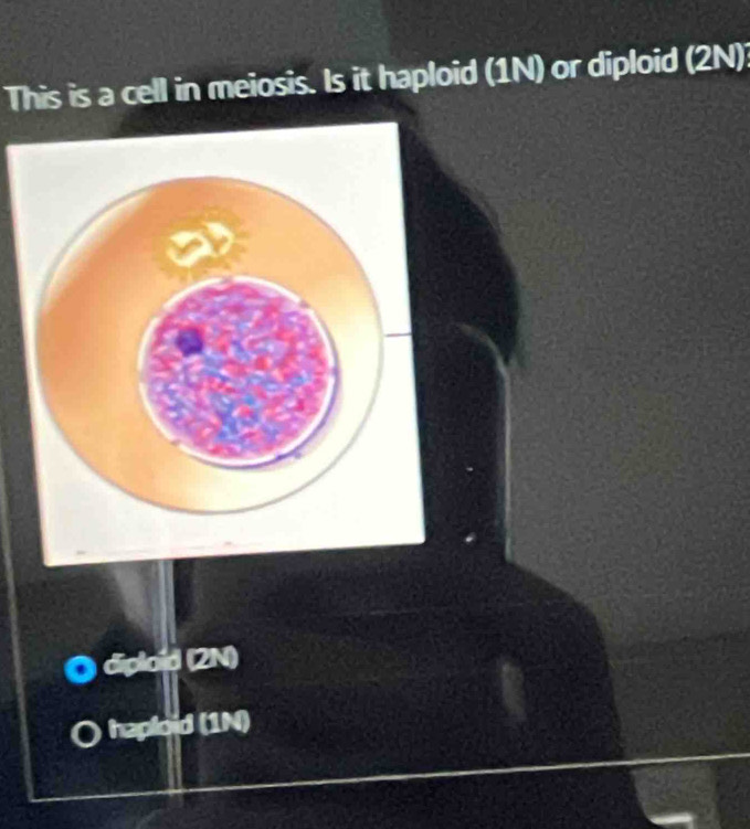 This is a cell in meiosis. Is it haploid (1N) or diploid (2N)
diploid (2N)
haploid (1N)