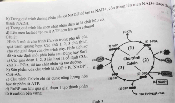 Trong quá trình đường phân cần có NADH đề tạo ra NAD+, còn trong lên men NAD+ được chú
thành NADH.
c) Trong quá trình lên men chất nhận điện tử là chất hữu cơ.
d) Lên men lactace tạo ra it ATP hơn lên men ethanol
Câu 2:
Hình 3 mô tà chu trình Calvin trong pha tổi của
quá trình quang hợp. Các chữ 1, 2, 3 chú thích
cho các giai đoạn của chu trình này. Phân tích sơ
đồ và xác định mỗi phát biểu sau Đúng hay Sai?
a) Các giai đoạn 1, 2, 3 lần lượt là cổ định CO_2,
khủ 3 - PGA, tái tạo chất nhận và tạo đường. 
b) Sản phẩm của chu trình là ADP+Pi,. NADP^+,
C_6H_12O_6.
H
c) Chu trình Calvin chỉ sử dụng năng lượng hóa
học từ phân tử ATP.
d) RuBP sau khi qua giai đoạn 1 tạo thành phân
từ 6 carbon bền vững.
Hình 3