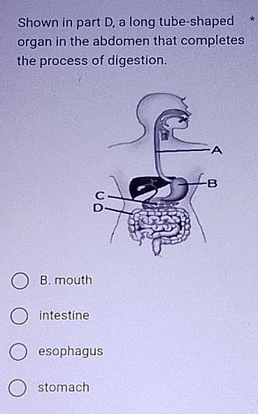 Shown in part D, a long tube-shaped *
organ in the abdomen that completes
the process of digestion.
B. mouth
intestine
esophagus
stomach