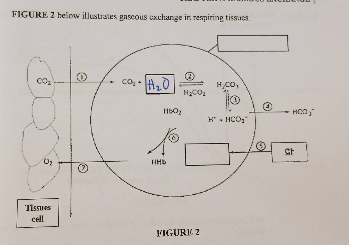 FIGURE 2 below illustrates gaseous exchange in respiring tissues.