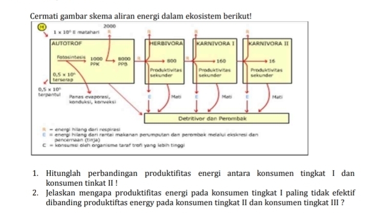 Cermati gambar skema aliran energi dalam ekosistem berikut!
pencernaan (tinja)
c= konsumsi oleh organisme taraf trofi yang lebih tingg
1. Hitunglah perbandingan produktifitas energi antara konsumen tingkat I dan
konsumen tinkat II !
2. Jelaskan mengapa produktifitas energi pada konsumen tingkat I paling tidak efektif
dibanding produktiftas energy pada konsumen tingkat II dan konsumen tingkat III ?