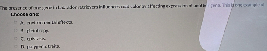 The presence of one gene in Labrador retrievers influences coat color by affecting expression of another gene. This is one example of
Choose one:
A. environmental effects.
B. pleiotropy.
C. epistasis.
D. polygenic traits.