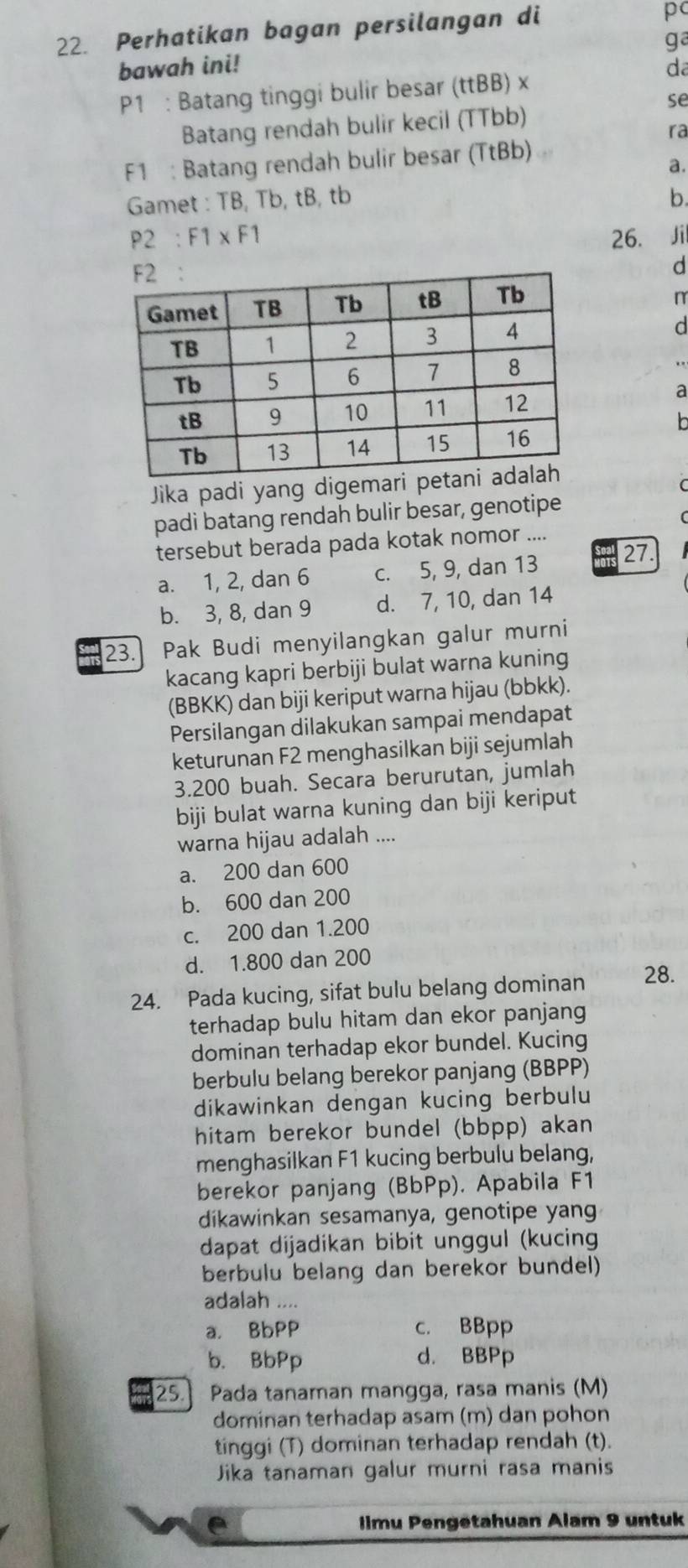 Perhatikan bagan persilangan di
pc
ga
bawah ini! d
P1 : Batang tinggi bulir besar (ttBB) x
se
Batang rendah bulir kecil (TTbb)
ra
F1 : Batang rendah bulir besar (TtBb)
a.
Gamet : TB, Tb, tB, tb b.
P2 :F1* F1 26. Jil
d
n
d
a
b
Jika padi yang digemar
C
padi batang rendah bulir besar, genotipe
tersebut berada pada kotak nomor ....
a. 1, 2, dan 6 c. 5, 9, dan 13 27
b. 3, 8, dan 9 d. 7, 10, dan 14
23. Pak Budi menyilangkan galur murni
kacang kapri berbiji bulat warna kuning
(BBKK) dan biji keriput warna hijau (bbkk).
Persilangan dilakukan sampai mendapat
keturunan F2 menghasilkan biji sejumlah
3.200 buah. Secara berurutan, jumlah
biji bulat warna kuning dan biji keriput
warna hijau adalah ....
a. 200 dan 600
b. 600 dan 200
c. 200 dan 1.200
d. 1.800 dan 200
24. Pada kucing, sifat bulu belang dominan 28.
terhadap bulu hitam dan ekor panjang
dominan terhadap ekor bundel. Kucing
berbulu belang berekor panjang (BBPP)
dikawinkan dengan kucing berbulu
hitam berekor bundel (bbpp) akan
menghasilkan F1 kucing berbulu belang,
berekor panjang (BbPp). Apabila F1
dikawinkan sesamanya, genotipe yan
dapat dijadikan bibit unggul (kucing
berbulu belang dan berekor bundel)
adalah ....
a. BbPP c. BBpp
b. BbPp d. BBPp
25.  Pada tanaman mangga, rasa manis (M)
dominan terhadap asam (m) dan pohon
tinggi (T) dominan terhadap rendah (t).
Jika tanaman galur murni rasa manis
e  Iimu Pengetahuan Alam 9 untuk