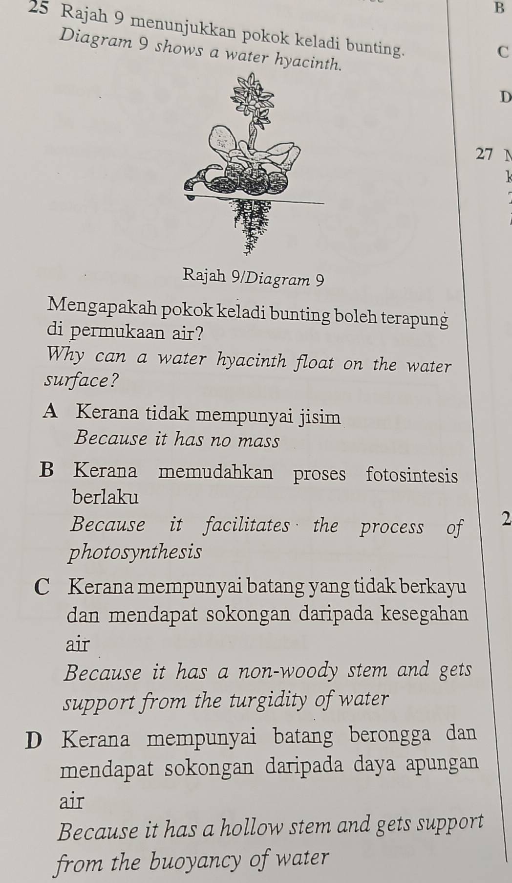 B
25 Rajah 9 menunjukkan pokok keladi bunting.
C
Diagram 9 shows a water hyacint.
D
27 1
Rajah 9/Diagram 9
Mengapakah pokok keladi bunting boleh terapung
di permukaan air?
Why can a water hyacinth float on the water
surface?
A Kerana tidak mempunyai jisim
Because it has no mass
B Kerana memudahkan proses fotosintesis
berlaku
Because it facilitates the process of
2
photosynthesis
C Kerana mempunyai batang yang tidak berkayu
dan mendapat sokongan daripada kesegahan
air
Because it has a non-woody stem and gets
support from the turgidity of water
D Kerana mempunyai batang berongga dan
mendapat sokongan daripada daya apungan
air
Because it has a hollow stem and gets support
from the buoyancy of water