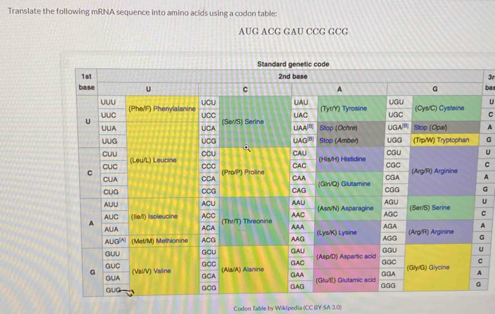 Solved: Translate the following mRNA sequence into amino acids using a ...