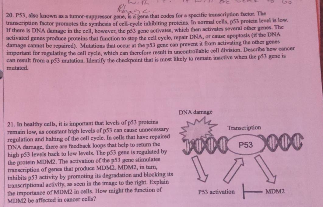 P53, also known as a tumor-suppressor gene, is a gene that codes for a specific transcription factor. The 
transcription factor promotes the synthesis of cell-cycle inhibiting proteins. In normal cells, p53 protein level is low. 
If there is DNA damage in the cell, however, the p53 gene activates, which then activates several other genes. The 
activated genes produce proteins that function to stop the cell cycle, repair DNA, or cause apoptosis (if the DNA 
damage cannot be repaired). Mutations that occur at the p53 gene can prevent it from activating the other genes 
important for regulating the cell cycle, which can therefore result in uncontrollable cell division. Describe how cancer 
can result from a p53 mutation. Identify the checkpoint that is most likely to remain inactive when the p53 gene is 
mutated, 
21. In healthy cells, it is important that levels of p53 proteins 
remain low, as constant high levels of p53 can cause unnecessary 
regulation and halting of the cell cycle. In cells that have repaired 
DNA damage, there are feedback loops that help to return the 
high p53 levels back to low levels. The p53 gene is regulated by 
the protein MDM2. The activation of the p53 gene stimulates 
transcription of genes that produce MDM2. MDM2, in turn, 
inhibits p53 activity by promoting its degradation and blocking i 
transcriptional activity, as seen in the image to the right. Explain 
the importance of MDM2 in cells. How might the function of
MDM2 be affected in cancer cells?