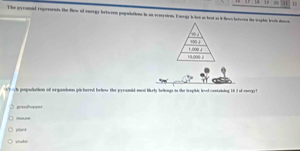 20 21 22
The pyramid represents the flow of energy between populations in an ecosystem. Energy is lost as heat as it flows between the trophic levels shown.
10J
100 J
1,000 J
10,000 J
Which population of organisms pictured below the pyramid most likely belongs to the trophic level containing 10 J of energy?
) grasshopper
mouse
plant
snake