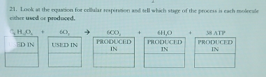 Look at the equation for cellular respiration and tell which stage of the process is each molecule
either used or produced.