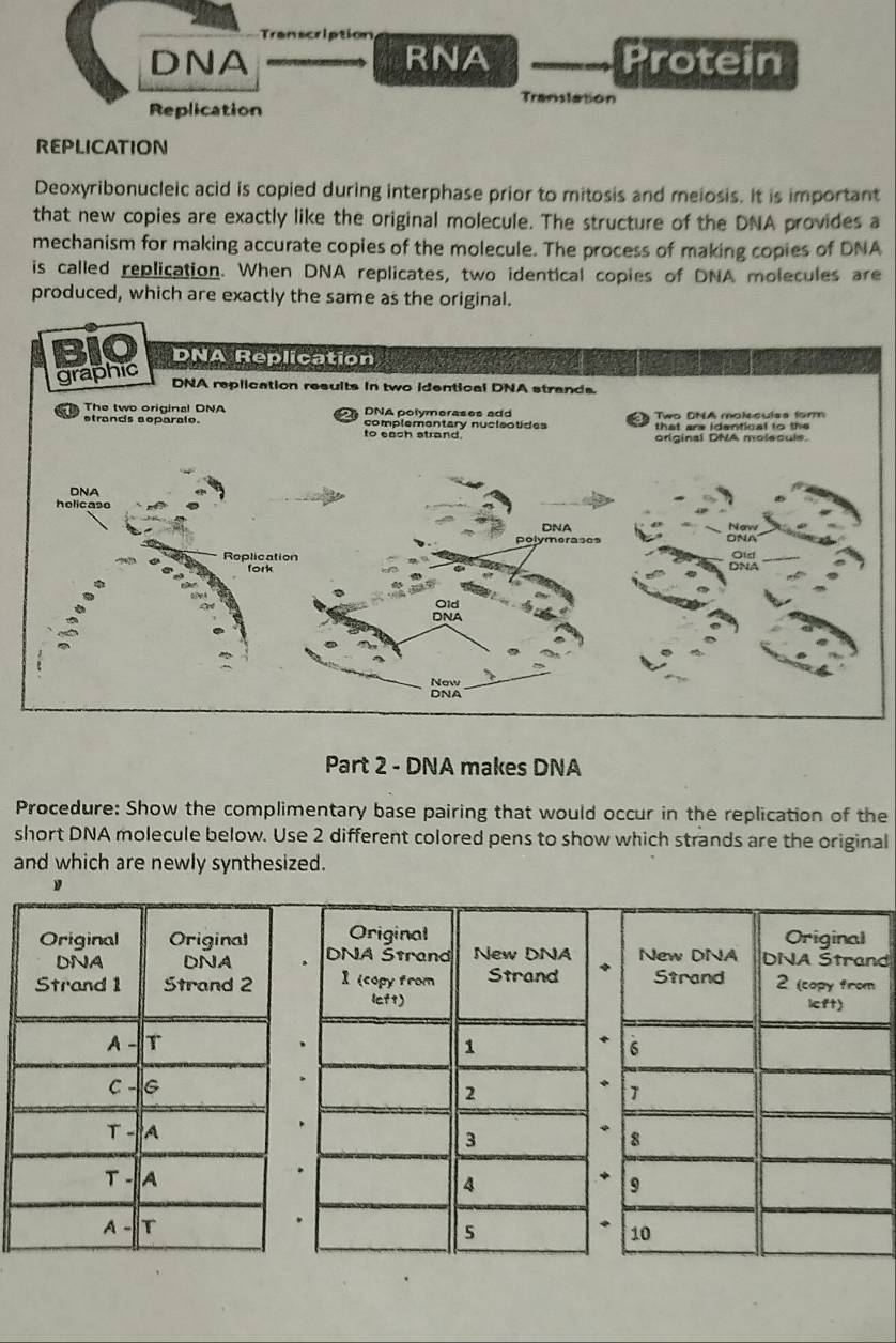 ription 
DNA RNA Protein 
Translation 
Replication 
REPLICATION 
Deoxyribonucleic acid is copied during interphase prior to mitosis and meiosis. It is important 
that new copies are exactly like the original molecule. The structure of the DNA provides a 
mechanism for making accurate copies of the molecule. The process of making copies of DNA 
is called replication. When DNA replicates, two identical copies of DNA molecules are 
produced, which are exactly the same as the original. 
Part 2 - DNA makes DNA 
Procedure: Show the complimentary base pairing that would occur in the replication of the 
short DNA molecule below. Use 2 different colored pens to show which strands are the original 
and which are newly synthesized. 
d