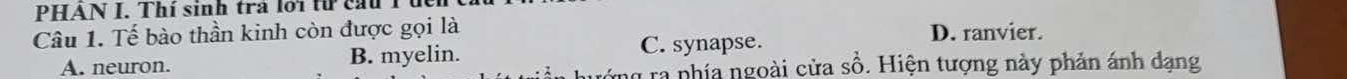 PHAN I. Thí sinh trả lới từ cầu T đểi
Câu 1. Tế bào thần kinh còn được gọi là D. ranvier.
A. neuron. B. myelin. C. synapse.
ng ra phía ngoài cửa sồ. Hiện tượng này phản ánh dạng