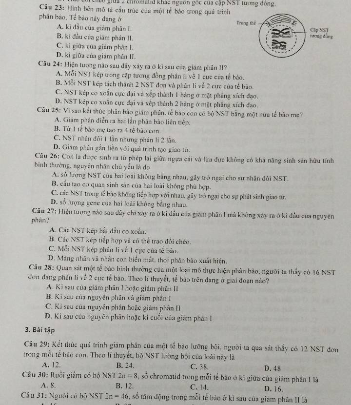 cheo giữa 2 chromatid khác nguồn gốc của cập NST tướng đông.
Câu 23: Hình bên mô tả cầu trúc của một tế bảo trong quá trìn
phần bảo. Tế bào này đang ở
A. kì đầu của giảm phân 1.
B. ki đầu của giám phân II.
C. ki giữa của giám phân I.
D. kì giữa của giám phân II.
Cầu 24: Hiện tượng nào sau đây xảy ra ở kì sau của giảm phân II?
A. Mỗi NST kép trong cập tương đồng phân li về 1 cực của tế bảo.
B. Mỗi NST kép tách thành 2 NST đơn và phân li về 2 cực của tế bảo.
C. NST kép co xoắn cực đại và xếp thành 1 hàng ở mặt phẳng xích đạo.
D. NST kép co xoắn cực đại và xếp thành 2 hàng ở mặt phăng xích đạo.
Câu 25: Vì sao kết thúc phân bảo giảm phân, tế bào con có bộ NST bằng một nữa tế bảo mẹ?
A. Giám phân diễn ra hai lẫn phân bảo liên tiếp.
B. Từ 1 tế bào mẹ tạo ra 4 tế bào con.
C. NST nhân đôi 1 lần nhưng phân li 2 lần.
D. Giám phân gẫn liễn với quá trình tạo giao tử.
Câu 26: Con la được sinh ra từ phép lai giữa ngựa cái và lừa đực không có khả năng sinh sản hữu tính
bình thường, nguyên nhân chủ yếu là do
A. số lượng NST của hai loài không bằng nhau, gây trở ngại cho sự nhân đôi NST.
B. cấu tạo cơ quan sinh sản của hai loài không phù hợp.
C. các NST trong tể bào không tiếp hợp với nhau, gây trở ngại cho sự phát sinh giao tử.
D. số lượng gene của hai loài không bằng nhau.
Câu 27: Hiện tượng nào sau đây chi xảy ra ở ki đầu của giám phân 1 mà không xảy ra ở kì đầu của nguyên
phân?
A. Các NST kép bắt đầu co xoắn.
B. Các NST kép tiếp hợp và có thể trao đổi chéo.
C. Mỗi NST kép phân li về 1 cực của tế bảo.
D. Màng nhân và nhân con biến mắt, thơi phân bào xuất hiện.
Câu 28: Quan sát một tế bảo bình thường của một loại mô thực hiện phân bảo. người ta thấy có 16 NST
đơn đang phân li về 2 cực tế bảo. Theo lí thuyết, tế bảo trên đang ở giai đoạn nào?
A. Kì sau của giảm phân I hoặc giảm phân II
B. Kì sau của nguyên phân và giảm phân I
C. Ki sau của nguyên phân hoặc giám phân II
D. Kì sau của nguyên phân hoặc kì cuối của giám phân I
3. Bài tập
Câu 29: Kết thúc quả trình giám phân của một tế bào lưỡng bội, người ta qua sát thấy có 12 NST đơn
trong mỗi tế bào con. Theo lí thuyết, bộ NST lưỡng bội của loài này là
A. 12. B. 24. C. 38. D. 48
Câu 30: Ruồi giấm có bộ NST 2n=8 , số chromatid trong mỗi tế bảo ở kỉ giữa của giảm phân 1 là
A. 8. B. 12. C. 14. D. 16.
Câu 31: Người có bộ NST 2n=46 5, số tâm động trong mỗi tế bào ở kì sau của giảm phân II là