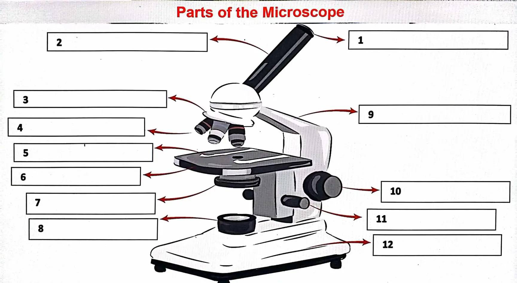 Parts of the Microscope