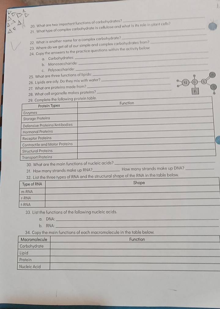 1 
20. What are two important functions of carbohydrates? 
_ 
_ 
21. What type of complex carbohydrate is cellulose and what is its role in plant cells? 
22. What is another name for a complex carbohydrate?_ 
23. Where do we get all of our simple and complex carbohydrates from? 
24. Copy the answers to the practice questions within the activity below 
a. Carbohydrates:_ 
b. Monosaccharide_ 
c. Polysaccharide:_ 
25. What are three functions of lipids: 
26. Lipids are oily. Do they mix with water? 
_ 
27. What are proteins made from? _c 
28. What cell organelle makes proteins? 
_ 
R 
30. What are the main functions of nucleic acids?_ 
31. How many strands make up RNA?_ How many strands make up DNA?_ 
32. List the three types of RNA and the structural shape of the RNA in the table below. 
Type of RNA Shape 
m-RNA 
r-RNA 
t-RNA 
33. List the functions of the following nucleic acids. 
a. DNA:_ 
b. RNA:_ 
34. Copy the main functions of each macromolecule in the table below. 
Macromolecule Function 
Carbohydrate 
Lipid 
Protein 
Nucleic Acid