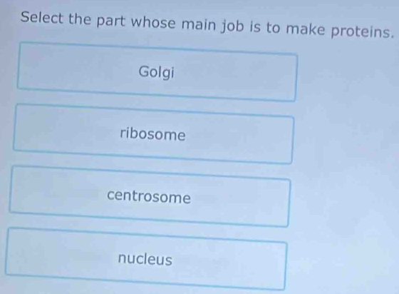 Select the part whose main job is to make proteins.
Golgi
ribosome
centrosome
nucleus