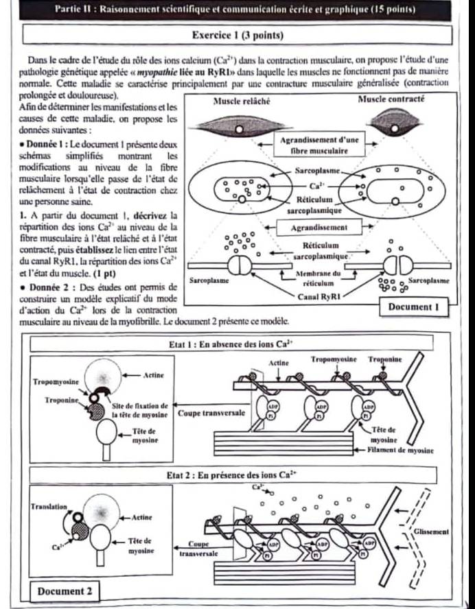 Partie II : Raisonnement scientifique et communication écrite et graphique (15 points)
Exercice 1 (3 points)
Dans le cadre de l'étude du rôle des ions calcium (Ca^(2+)) dans la contraction musculaire, on propose l'étude d'une
pathologie génétique appelée « myopathie liée au RyR1» dans laquelle les muscles ne fonctionnent pas de manière
normale. Cette maladie se caractérise principalement par une contracture musculaire généralisée (contraction
prolongée et douloureuse).
Afin de déterminer les manifestations et le Muscle contracté
causes de cette maladie, on propose le
données suivantes :
* Donnée 1 : Le document 1 présente deu
schémas simplifiés montrant le
modifications au niveau de la fibr
musculaire lorsqu'elle passe de l'état d
relâchement à l'état de contraction che
une personne saine.
1. A partir du document !, décrivez l
répartition des ions Ca^(2+) au niveau de l
fibre musculaire à l'état relâché et à l'ét
contracté, puis établissez le lien entre l'ét
du canal RyR1, la répartition des ions Ca^(2+)
et l'état du muscle. (1 pt)
Donnée 2 : Des études ont permis d
construire un modèle explicatif du mod
d'action du Ca^(2+) lors de la contractio