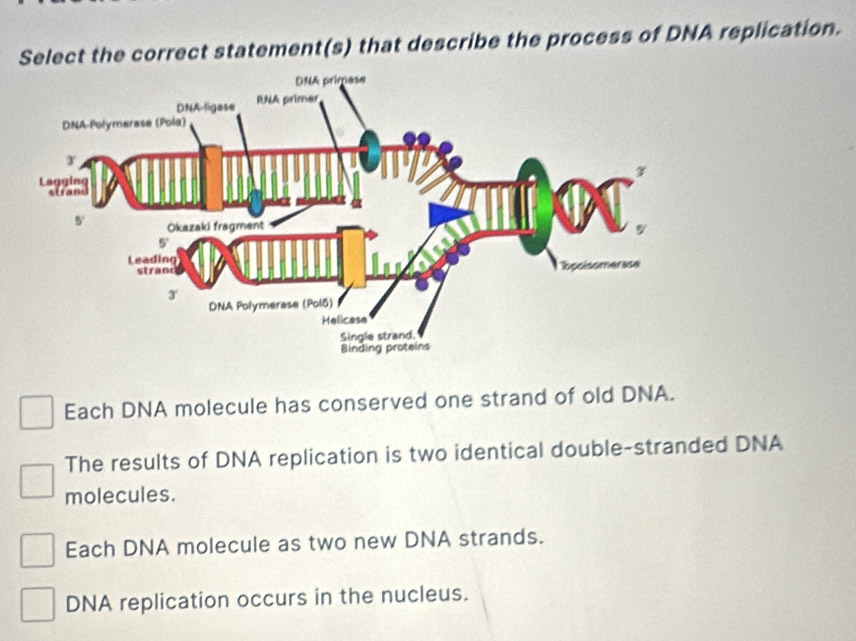 Select the correct statement(s) that describe the process of DNA replication.
Each DNA molecule has conserved one strand of old DNA.
The results of DNA replication is two identical double-stranded DNA
molecules.
Each DNA molecule as two new DNA strands.
DNA replication occurs in the nucleus.