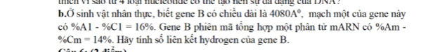 tmen VI sao từ 4 loại nucleotide có the tạo hen sự đa đạng của DKX . 
b.Ở sinh vật nhân thực, biết gene B có chiều dài là 4080A^0 mạch một của gene này 
có % A1-% C1=16%. Gene B phiên mã tổng hợp một phân tử mARN có % Am -
% Cm=14%. Hãy tính số liên kết hydrogen của gene B.