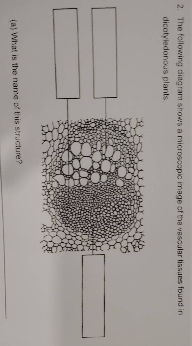 The following diagram shows a microscopic image of the vascular tissues found in 
dicotyledonous plants. 
_ 
(a) What is the name of this structure?