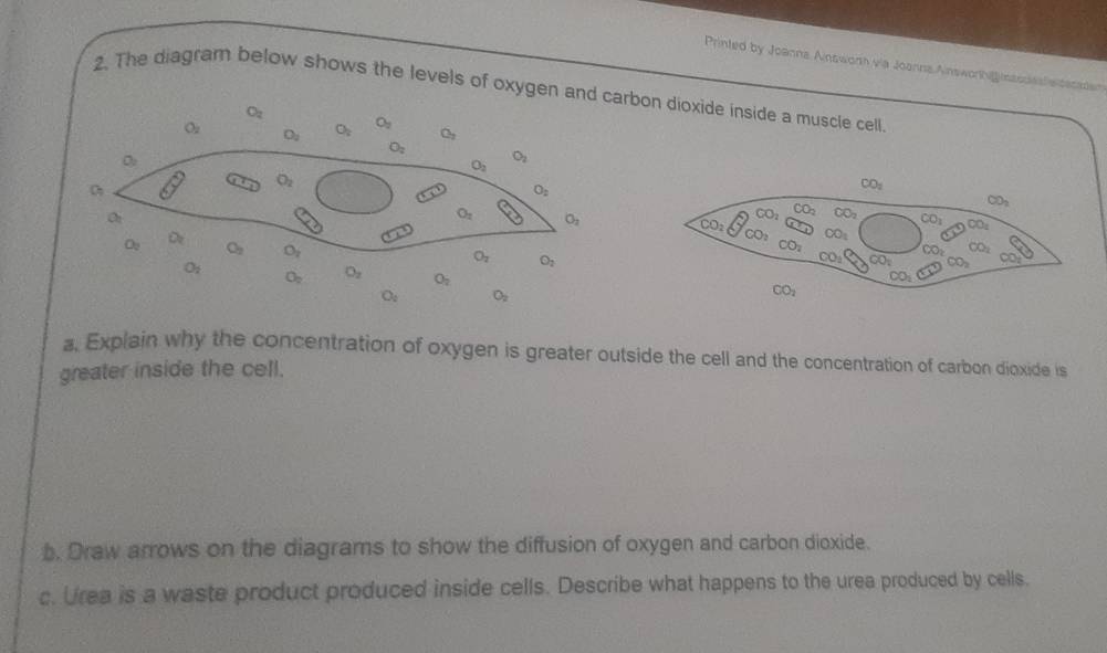 Printed by Joanna Ainsworh via Joanna Answonhg inssoles s casaian
2. The diagram below shows the levels of oxygen and carbon dioxide inside a muscle cell
O_2
O_2 O_2 O_2 O_2 O_7
O_2
D
O_2
O_2
O_2
O_7
O_2
Q
O_2 O_2
O_2
Ou D O_2 O_2 O_2
O_2 O_2 O_2 O_2
O_2 O_2
a. Explain why the concentration of oxygen is greater outside the cell and the concentration of carbon dioxide is
greater inside the cell.
b. Draw arrows on the diagrams to show the diffusion of oxygen and carbon dioxide.
c. Urea is a waste product produced inside cells. Describe what happens to the urea produced by cells.