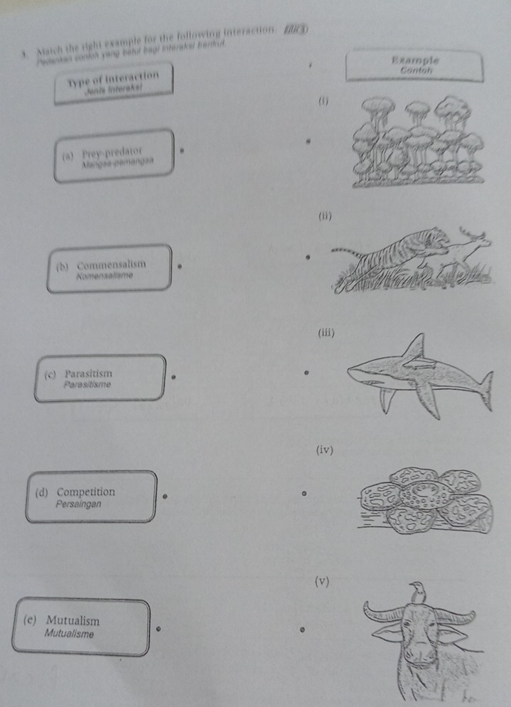 Match the right example for the following interaction. (3)
reownken conloh yeng beful bagl interatol hertt ut.
Example
Type of interaction
Cantah
Jonis interakel
(1)
(a) Prey-predator
Mangsa pémangsa
(b) Commensalism
Komensalisme
(ii
(c) Parasitism
.
Parasitisme
(iv)
(d) Competition 。
Persaingan
(v)
(e) Mutualism
Mutualisme .