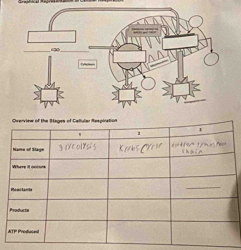 Graphical Representation of Celuial