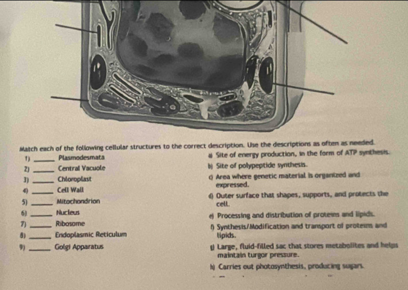 Match each of the following cellular structures to the correct description. Use the descriptions as often as needed.
1) _Plasmodesmata a Site of energy production, in the form of ATP synthesis
2) _Central Vacuole b) Site of polypeptide synthesis.
3)_ Chloroplast ( Area where genetic material is organized and
4) _Cell Wall expressed.
5) _Mitochondrion () Outer surface that shapes, supports, and protects the
cell.
6) _Nucleus
e) Processing and distribution of proteins and lipids.
7)_ Ribosome f) Synthesis/Modification and transport of proteins and
8) _Endoplasmic Reticulum lipids.
9)_ Golgi Apparatus Large, fluid-filled sac that stores metabolites and helps
maintain turgor pressure.
h) Carries out photosynthesis, producing sugars.